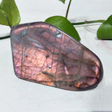 Labradorite Multicolores